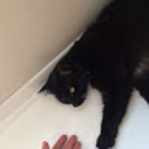 Meet your Posher, Eva